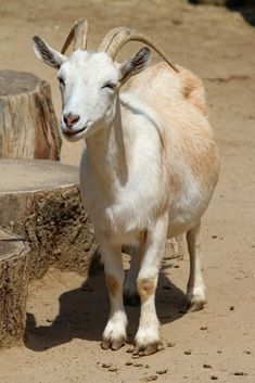 a goat standing next to a tree stump in the dirt and looking at the camera