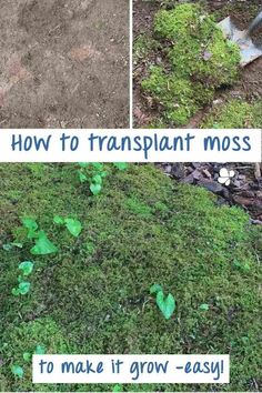 how to transplant moss in the garden