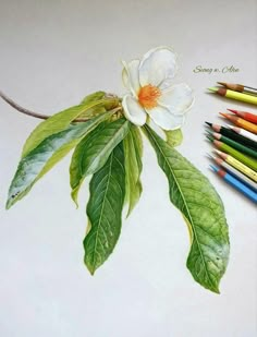 a white flower with green leaves and colored pencils