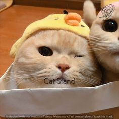 two white cats wearing yellow hats on top of each other