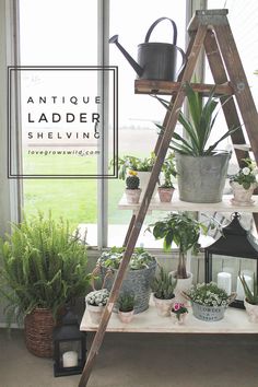 an old ladder is used as a shelf for potted plants