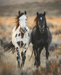 two horses are running in the field together, one is white and the other is black