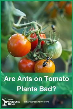 tomatoes growing on the plant with text that reads are ants on tomato plants bad?