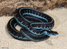 a black and blue snake is on the sand