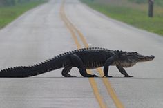 an alligator is walking across the road in front of it's head and tail