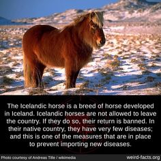 the iceland horse is a breed of horse developed in iceland, iceland horses are not allowed to leave the country