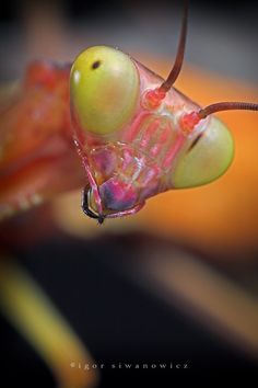 a close up photo of a praying mantissa