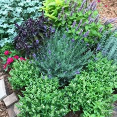 a garden filled with lots of different types of flowers