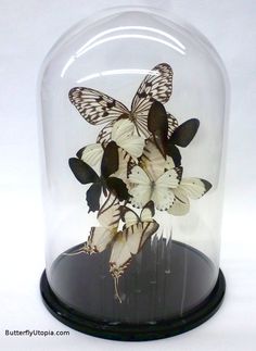 butterflies in a glass dome on a white background