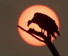 a large bird perched on top of a tree branch in front of the setting sun