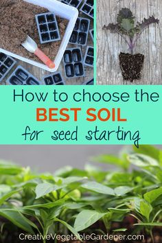 how to choose the best soil for seed starting in containers and trays with plants growing out of them