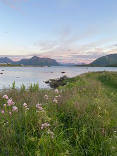 the grass is growing next to the water with mountains in the background and pink flowers on the bank