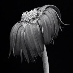 a black and white photo of a flower