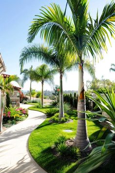 palm trees line the walkway in front of a house with landscaping on both sides and green grass