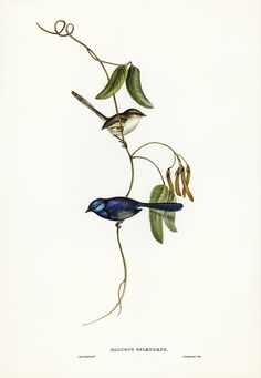 two birds sitting on top of a branch with leaves and twigs around them, one bird is blue and the other is white