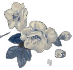 two white flowers with blue leaves on a white background