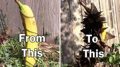 two pictures side by side one has a banana and the other has a pine cone