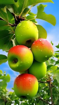 apples hanging from a tree with water droplets on them