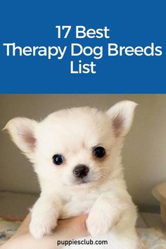 best-therapy-dog-breeds Therapy Dogs Breeds, Behavior Tips, Mutt Dog, Big Dog Breeds, Pregnant Dog, Tactile Stimulation, Dog Pool