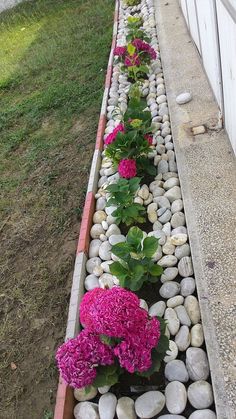 some pink flowers and green leaves are in a long line of rocks on the side of a house