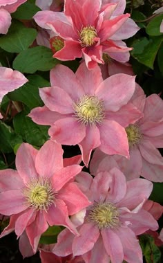 pink flowers with green leaves in the background