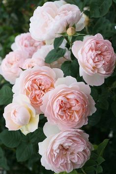 pink and white flowers with green leaves in the background