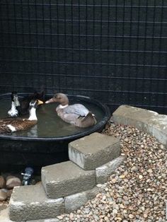 ducks are swimming in an outdoor pond surrounded by rocks and gravel, while another duck looks on