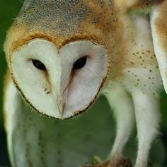 an owl standing on top of a green leaf covered tree branch with its eyes open