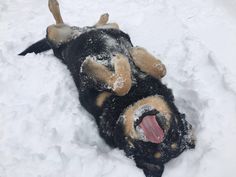 a black and brown dog laying in the snow with its mouth open, it's tongue out