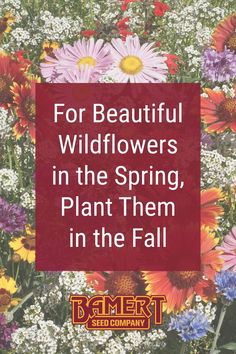 flowers with the words for beautiful wildflowers in the spring, plant them in the fall