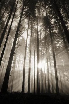 the sun shines through the foggy trees in this black and white photo by person