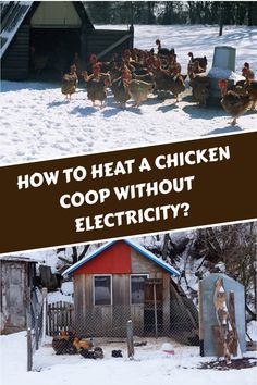 a chicken coop in the snow with text overlay that reads how to heat a chicken coop without electricity?