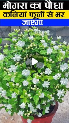 a potted plant with white flowers and green leaves