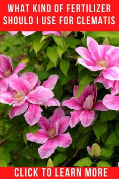 pink flowers with the words what kind of fertilizer should i use for clematis?