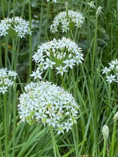 some very pretty white flowers in the grass