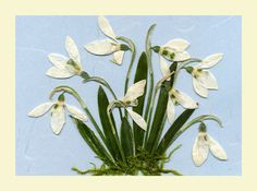 white flowers with green stems against a light blue background in a square frame, on top of moss