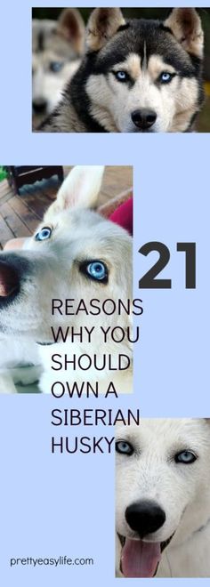 two husky dogs with blue eyes and the words 21 reasons why you should own a siberian husky