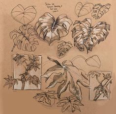 a drawing of different types of leaves and flowers