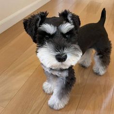 a small black and white dog standing on top of a hard wood floor