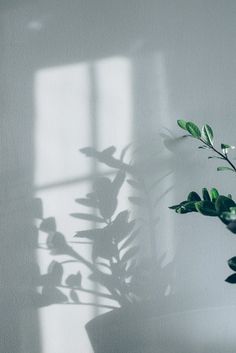 a potted plant casts a shadow on the wall