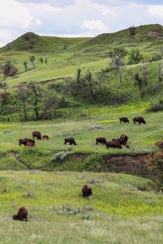 a herd of cattle grazing on a lush green hillside covered in wildflowers and trees