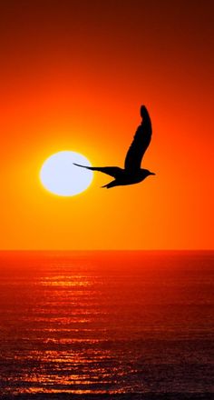 a bird flying over the ocean at sunset