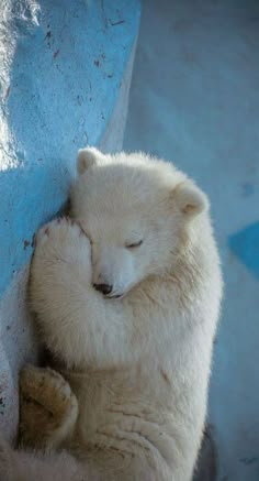 a white polar bear sleeping on top of a blue wall