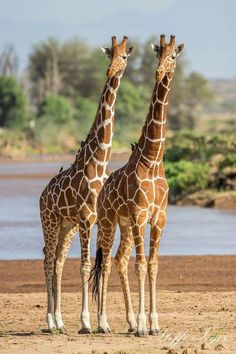 two giraffes standing next to each other on a dirt field near water