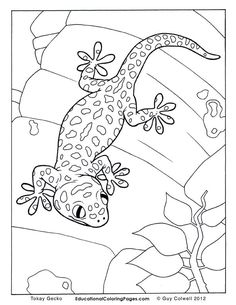 a coloring book page with an image of a gecko on the tree branch and leaves