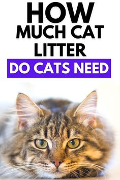 a cat laying down with the words how much cat litter do cats need? on it