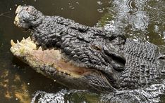 American Alligator, Public Golf Courses, Everglades National Park, Best Golf Courses, Military Life, Lizards, Exotic Pets