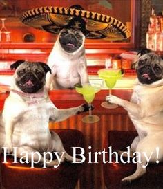 Birthday Greetings For Men, Happy Birthday Pug, Birthday Pug, Happy Birthday Wishes For Him, Birthday Wishes For Him, Pug Dogs