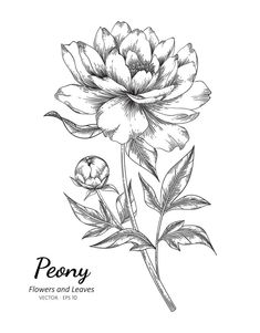 peony flowers and leaves on a white background with the words peony written in black ink