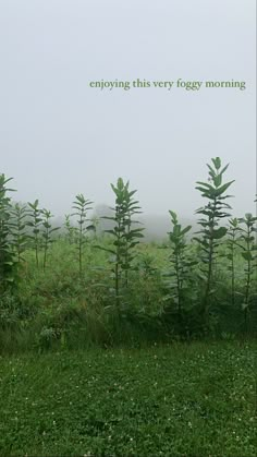 a foggy field with trees in the foreground and an inspirational quote above it that reads, enjoying this very fogy morning